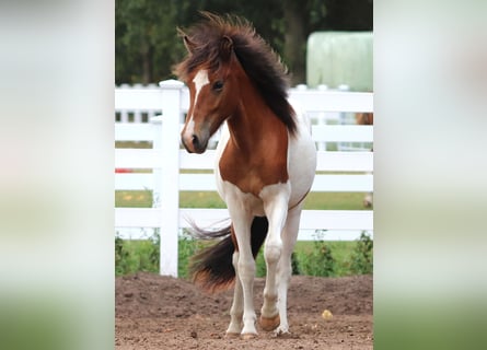 Pony Islandese, Stallone, 2 Anni, Pezzato