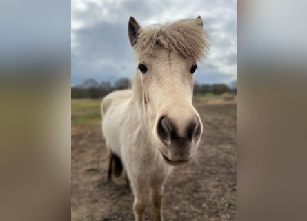 Pony Islandese, Stallone, 3 Anni, 139 cm