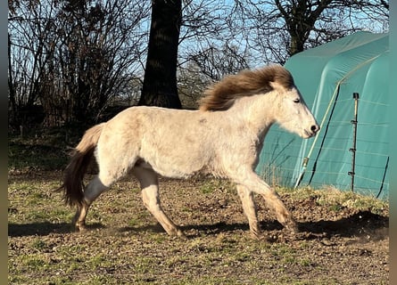 Pony Islandese, Stallone, 3 Anni, 139 cm