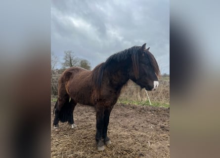Pony Islandese, Stallone, 3 Anni, 140 cm