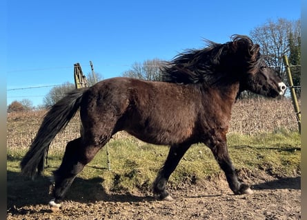 Pony Islandese, Stallone, 3 Anni, 140 cm