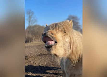 Pony Islandese, Stallone, 3 Anni, 144 cm
