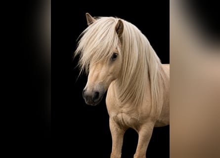 Pony Islandese, Stallone, 3 Anni, 144 cm
