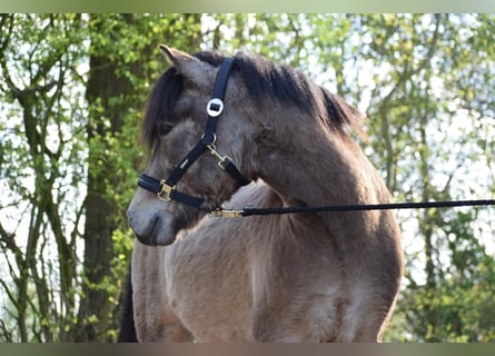 Pony Islandese, Stallone, 5 Anni, 142 cm
