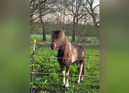 Pony Islandese, Stallone, 5 Anni, 142 cm, Pezzato