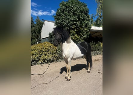 Pony Islandese, Stallone, 7 Anni, 134 cm, Pezzato