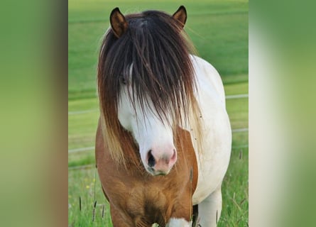 Pony Islandese, Stallone, 8 Anni, 137 cm, Pezzato