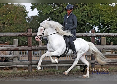 Pony Islandese, Stallone, 6 Anni, 145 cm, Bianco
