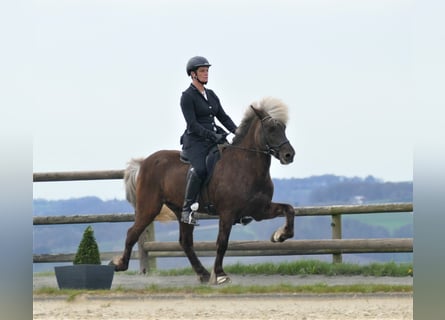 Pony Islandese, Stallone, 16 Anni, 147 cm