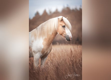 Pony Islandese, Stallone, 6 Anni, 152 cm, Pezzato