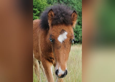 Pony Islandese, Stallone, , 140 cm, Baio