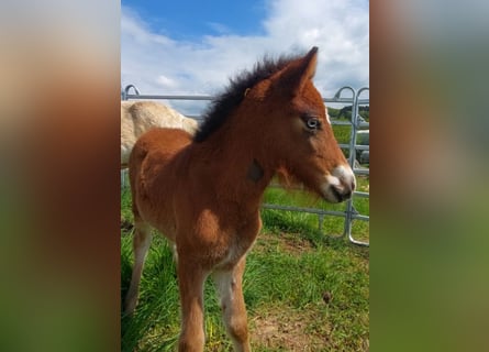 Pony Islandese, Stallone, , 140 cm, Baio