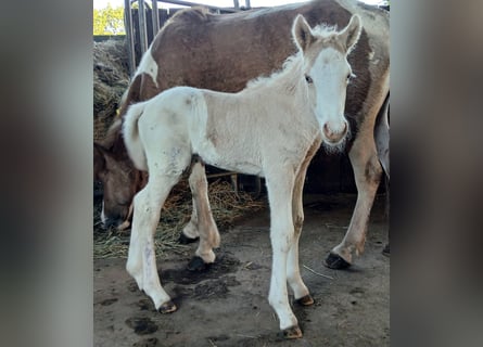 Pony Islandese, Stallone, Puledri (05/2026), 140 cm, Bianco