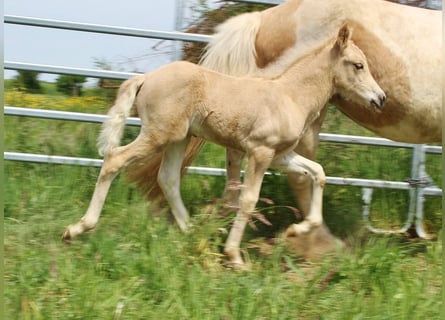 Pony Islandese, Stallone, Puledri (04/2026), 140 cm, Palomino