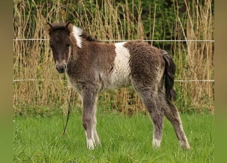 Pony Islandese, Stallone, , 140 cm, Pezzato