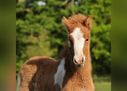 Pony Islandese, Stallone, Puledri
 (03/2024), 140 cm, Pezzato