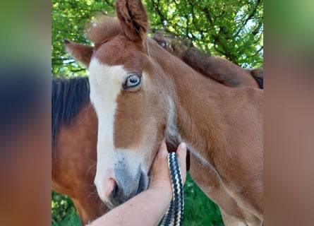 Pony Islandese, Stallone, , 141 cm, Baio
