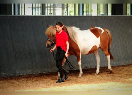 Pony Islandese, Stallone, Puledri (07/2025), 145 cm, Falbo