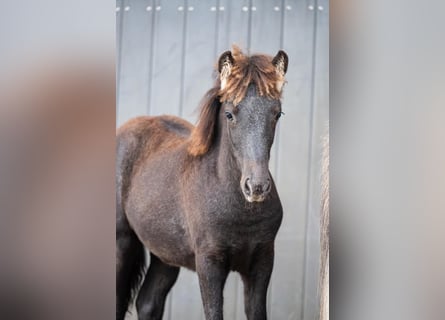Pony Islandese, Stallone, Puledri (05/2026), 145 cm, Grigio