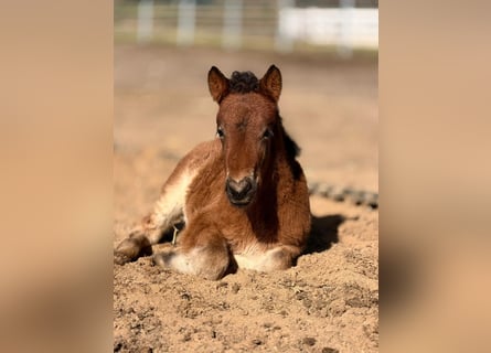 Pony Islandese, Stallone, Puledri (01/2026), 146 cm, Baio