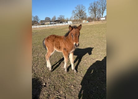 Pony Islandese, Stallone, Puledri (01/2026), 146 cm, Baio