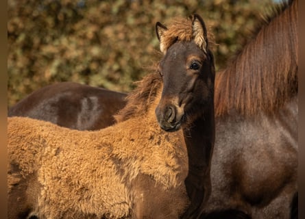 Pony Islandese, Stallone, Puledri (06/2024), Morello