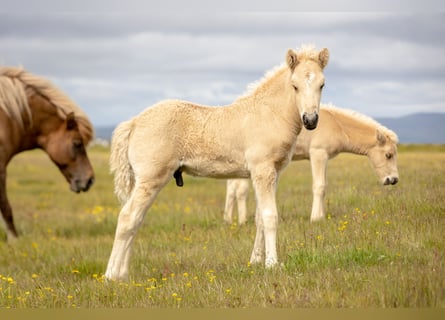Pony Islandese, Stallone, , Palomino
