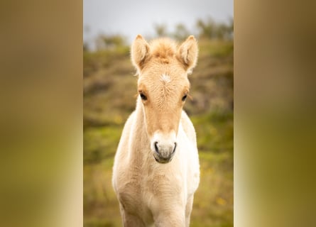 Pony Islandese, Stallone, , Red dun