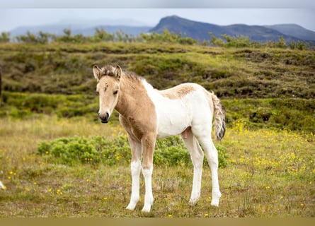 Pony Islandese, Stallone, , Tobiano-tutti i colori