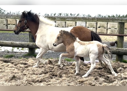 Pony Islandese, Stallone, Puledri (06/2025), Tobiano-tutti i colori