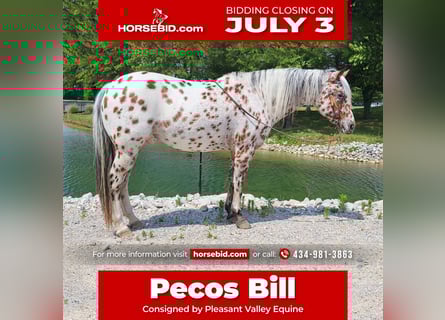 Pony of the Americas, Gelding, 10 years