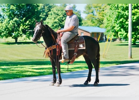 Pony of the Americas, Gelding, 11 years, 13.3 hh, Black