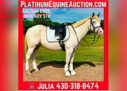 Pony of the Americas, Gelding, 11 years, 14 hh, Grey