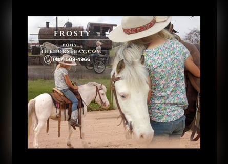 Pony of the Americas, Gelding, 12 years, 9,1 hh, White