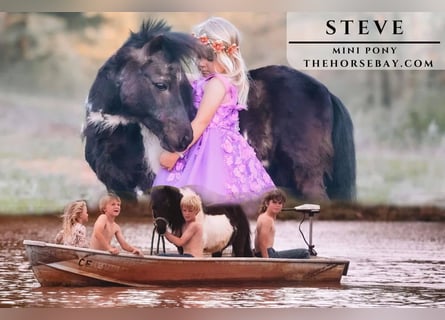 Pony of the Americas, Gelding, 16 years, 8,1 hh, Tobiano-all-colors
