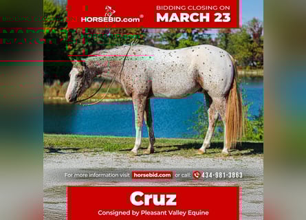 Pony of the Americas, Gelding, 4 years, 14.2 hh, Chestnut