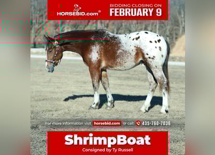 Pony of the Americas Mix, Gelding, 4 years, 14,1 hh