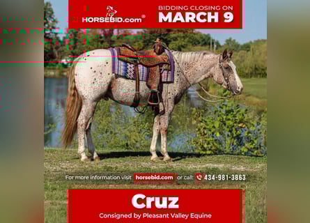 Pony of the Americas, Gelding, 4 years, 14,2 hh, Roan-Red