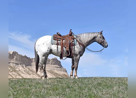Pony of the Americas, Gelding, 5 years, 14.1 hh, Leopard-Piebald
