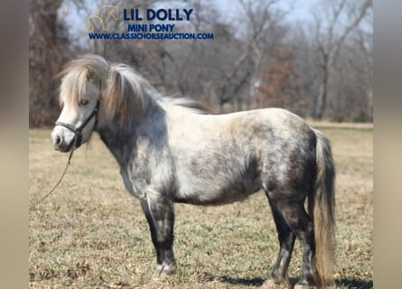 Pony of the Americas, Gelding, 5 years, 9,2 hh, Gray