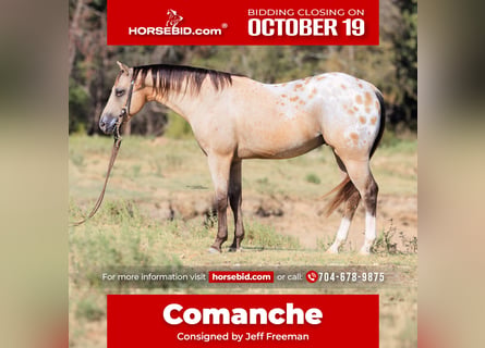Pony of the Americas, Gelding, 5 years, Buckskin
