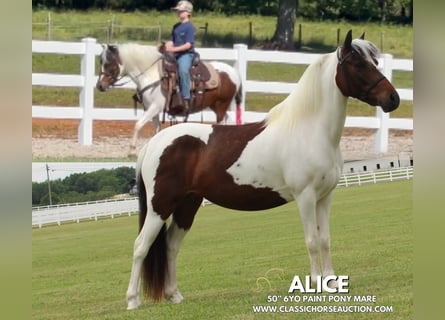 Pony of the Americas, Gelding, 6 years, 12 hh, Bay
