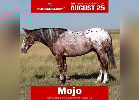 Pony of the Americas, Gelding, 6 years, 14 hh