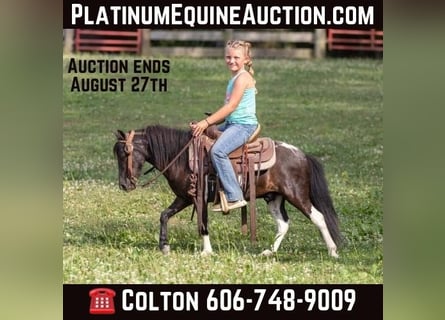 Pony of the Americas, Gelding, 6 years, 9 hh, Tobiano-all-colors