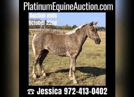 Pony of the Americas, Gelding, 7 years, 11 hh, Gray