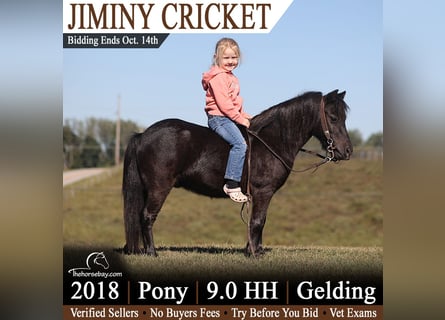Pony of the Americas, Gelding, 8 years, 9 hh, Black
