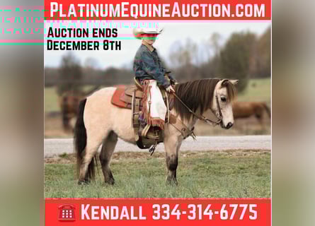 Pony of the Americas, Gelding, 9 years, Buckskin