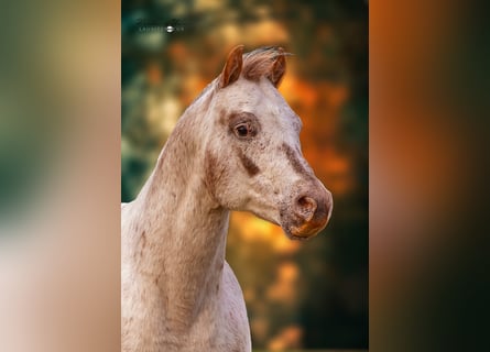 Pony of the Americas, Hengst, 18 Jahre, 136 cm, Tigerschecke