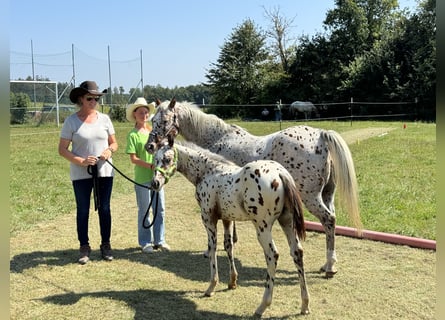 Pony of the Americas, Hengst, 1 Jaar, 135 cm, Appaloosa