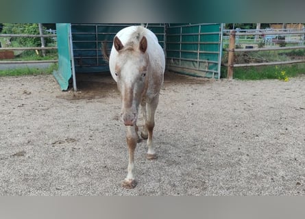 Pony of the Americas, Hengst, 5 Jahre, 146 cm, Schimmel